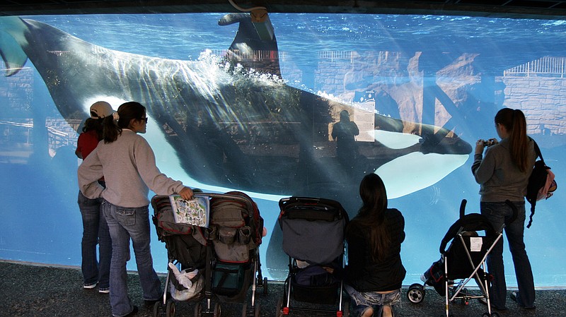 SeaWorld Attendance, Revenue Plummet, How COVID-19 Can Impact The Brain, Checking In On The San Diego Mayor’s Race, The San Diego Museum Of Us Is More Than A Name Change