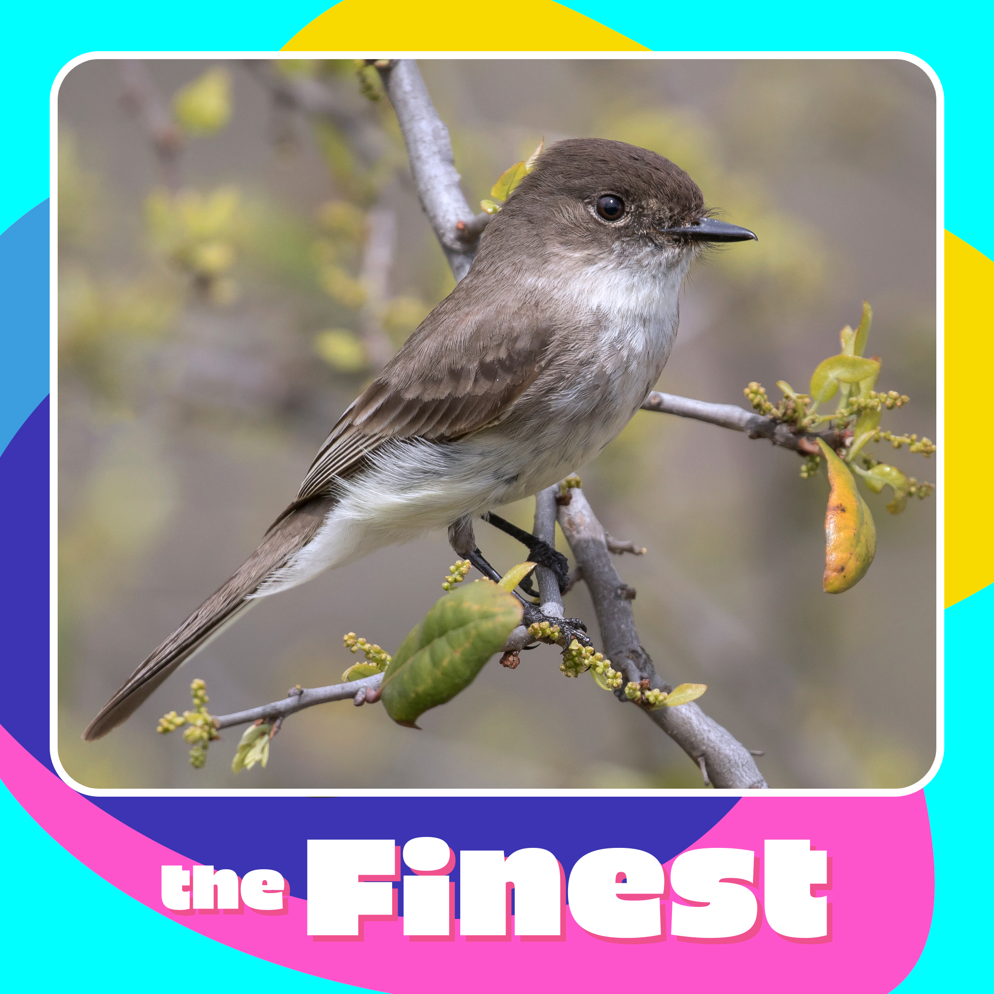 Chasing 100 birds in 1 day in America's Birdiest County: Inside the birding boom